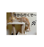 マンチカンのぽてと日和（個別スタンプ：5）