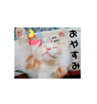マンチカンのぽてと日和（個別スタンプ：7）