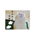 マンチカンのぽてと日和（個別スタンプ：8）