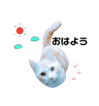 マンチカンのぽてと日和（個別スタンプ：9）