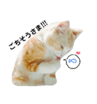 マンチカンのぽてと日和（個別スタンプ：22）