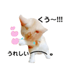マンチカンのぽてと日和（個別スタンプ：23）