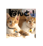 あんじーと14にゃんず16（個別スタンプ：1）