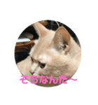 あんじーと14にゃんず16（個別スタンプ：2）