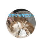 あんじーと14にゃんず16（個別スタンプ：4）