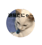 あんじーと14にゃんず16（個別スタンプ：6）