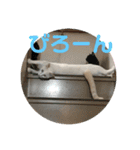 あんじーと14にゃんず16（個別スタンプ：9）