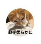 あんじーと14にゃんず16（個別スタンプ：11）