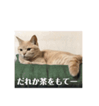 あんじーと14にゃんず16（個別スタンプ：14）