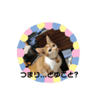 あんじーと14にゃんず16（個別スタンプ：16）