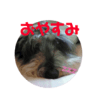 はんぞうスタンプ（個別スタンプ：5）
