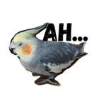 オカメインコのセサミ（個別スタンプ：3）