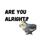 オカメインコのセサミ（個別スタンプ：4）
