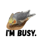オカメインコのセサミ（個別スタンプ：5）