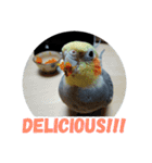 オカメインコのセサミ（個別スタンプ：6）