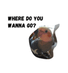 オカメインコのセサミ（個別スタンプ：9）