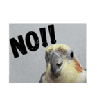 オカメインコのセサミ（個別スタンプ：11）