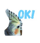 オカメインコのセサミ（個別スタンプ：14）