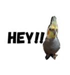 オカメインコのセサミ（個別スタンプ：16）