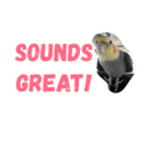 オカメインコのセサミ（個別スタンプ：17）