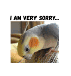 オカメインコのセサミ（個別スタンプ：18）