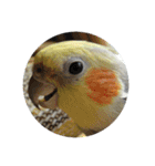 オカメインコのセサミ（個別スタンプ：19）