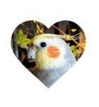 オカメインコのセサミ（個別スタンプ：23）