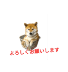 柴犬こうめの敬語スタンプ！（個別スタンプ：1）