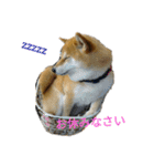 柴犬こうめの敬語スタンプ！（個別スタンプ：2）