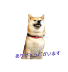 柴犬こうめの敬語スタンプ！（個別スタンプ：3）