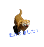 柴犬こうめの敬語スタンプ！（個別スタンプ：4）