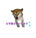 柴犬こうめの敬語スタンプ！（個別スタンプ：5）