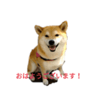 柴犬こうめの敬語スタンプ！（個別スタンプ：6）