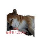 柴犬こうめの敬語スタンプ！（個別スタンプ：7）