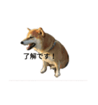 柴犬こうめの敬語スタンプ！（個別スタンプ：8）