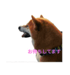 柴犬こうめの敬語スタンプ！（個別スタンプ：9）