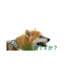 柴犬こうめの敬語スタンプ！（個別スタンプ：10）