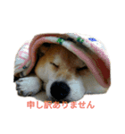 柴犬こうめの敬語スタンプ！（個別スタンプ：11）