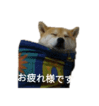 柴犬こうめの敬語スタンプ！（個別スタンプ：12）