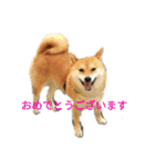 柴犬こうめの敬語スタンプ！（個別スタンプ：13）