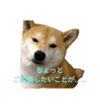 柴犬こうめの敬語スタンプ！（個別スタンプ：14）