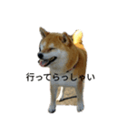 柴犬こうめの敬語スタンプ！（個別スタンプ：15）