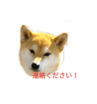 柴犬こうめの敬語スタンプ！（個別スタンプ：17）