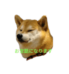 柴犬こうめの敬語スタンプ！（個別スタンプ：18）