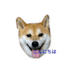 柴犬こうめの敬語スタンプ！（個別スタンプ：19）