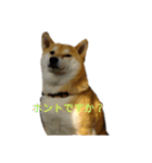 柴犬こうめの敬語スタンプ！（個別スタンプ：21）