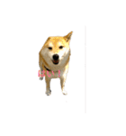 柴犬こうめの敬語スタンプ！（個別スタンプ：23）