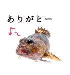 お魚図鑑『カサゴ』リアクション系言葉多め（個別スタンプ：8）