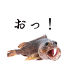 お魚図鑑『カサゴ』リアクション系言葉多め（個別スタンプ：12）