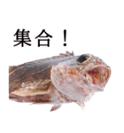 お魚図鑑『カサゴ』リアクション系言葉多め（個別スタンプ：14）